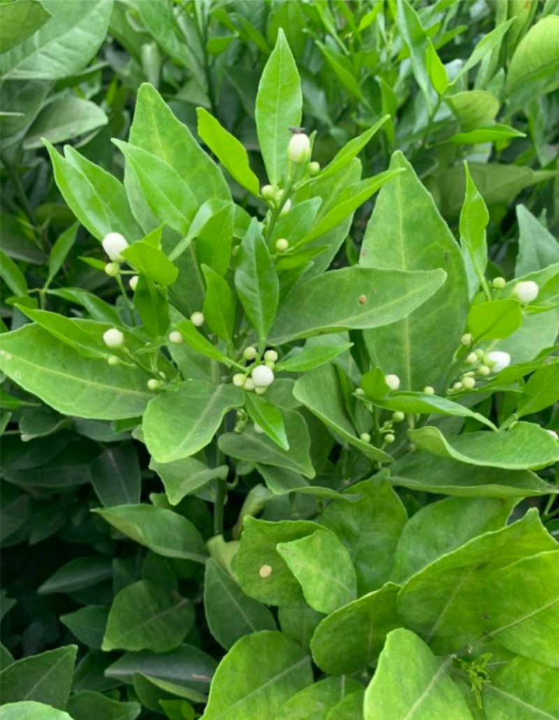 纽荷尔脐橙