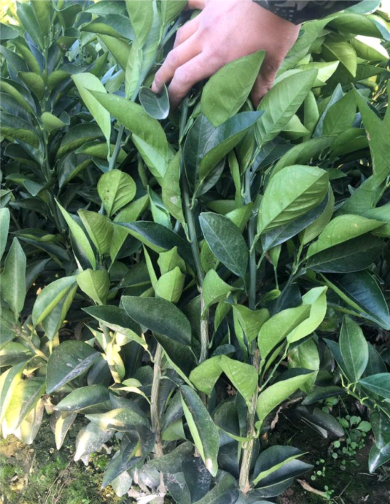 纽荷尔脐橙