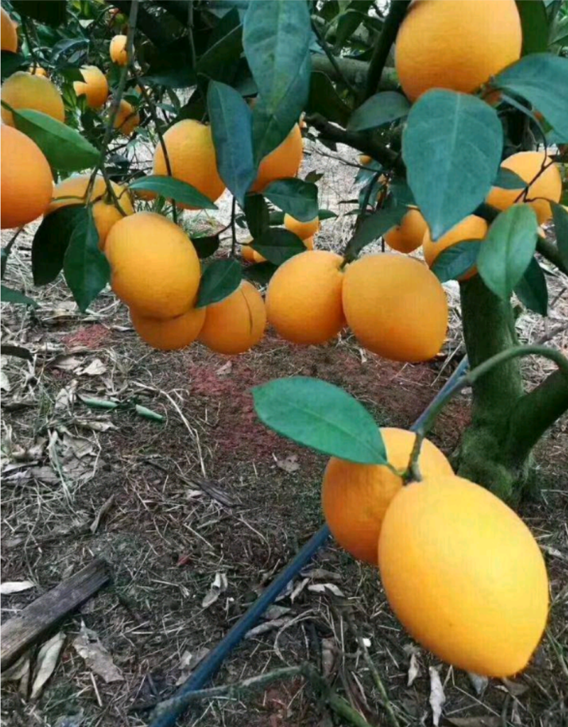 纽荷尔脐橙