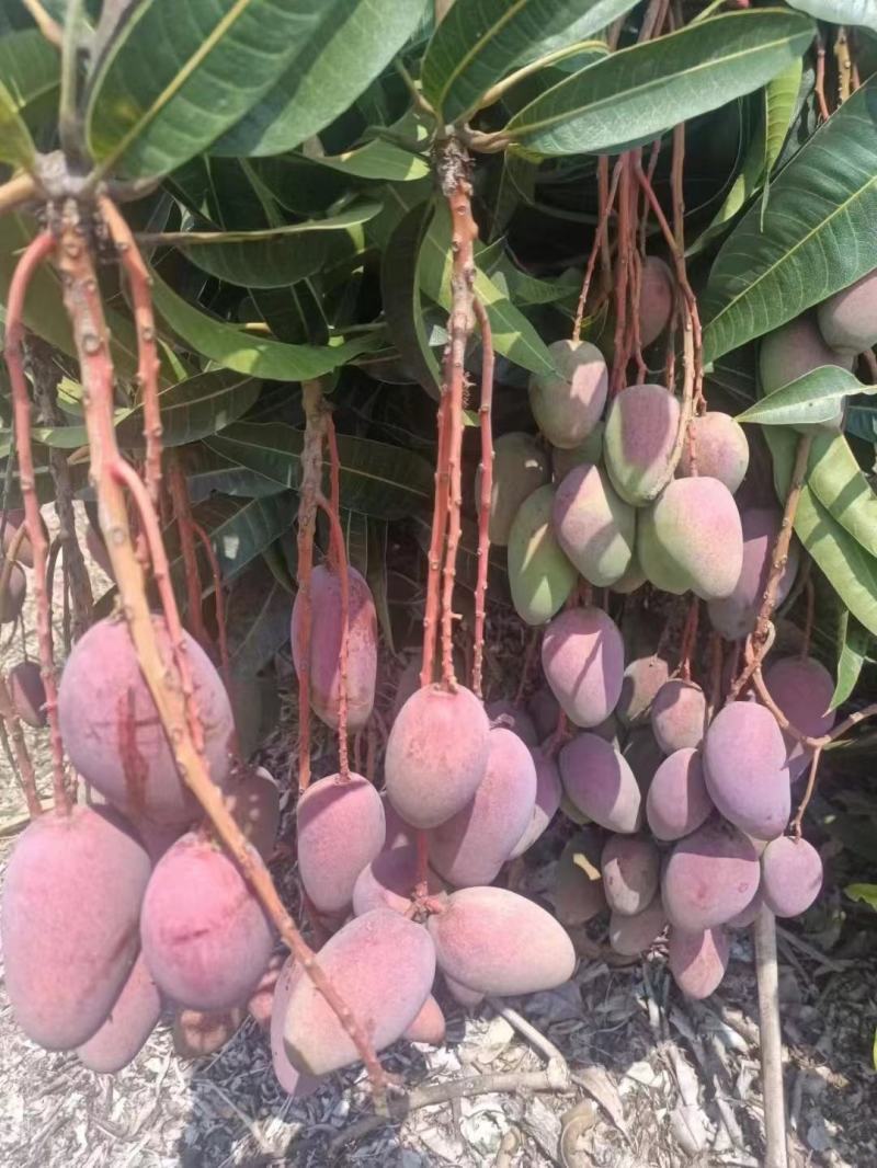 广西贵妃芒果，精品芒果市场果，电商果，漂亮果，欢迎咨询