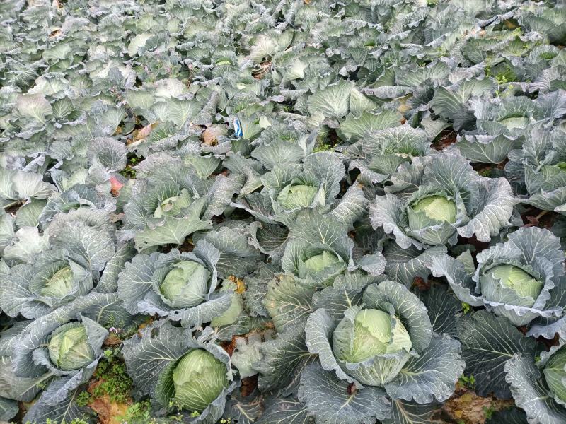 巫山县教场坝蔬菜专业合作社