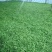 长寿仁甜豆，量大，原产地货源供货，全国发货，诚信合作。