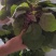 胭脂菜