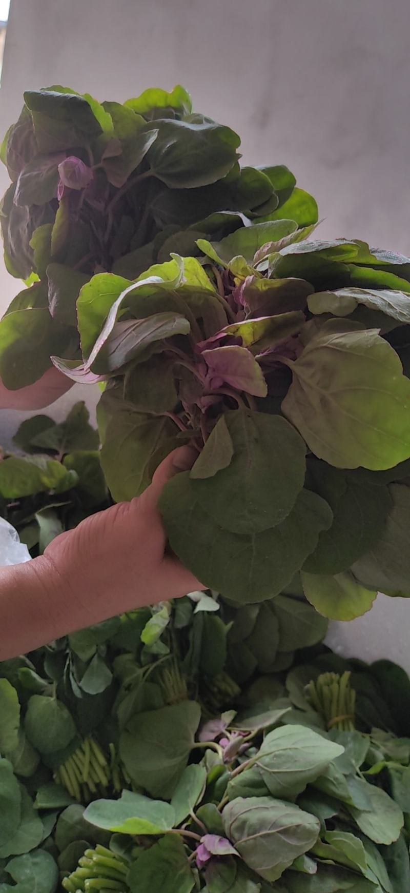 胭脂菜