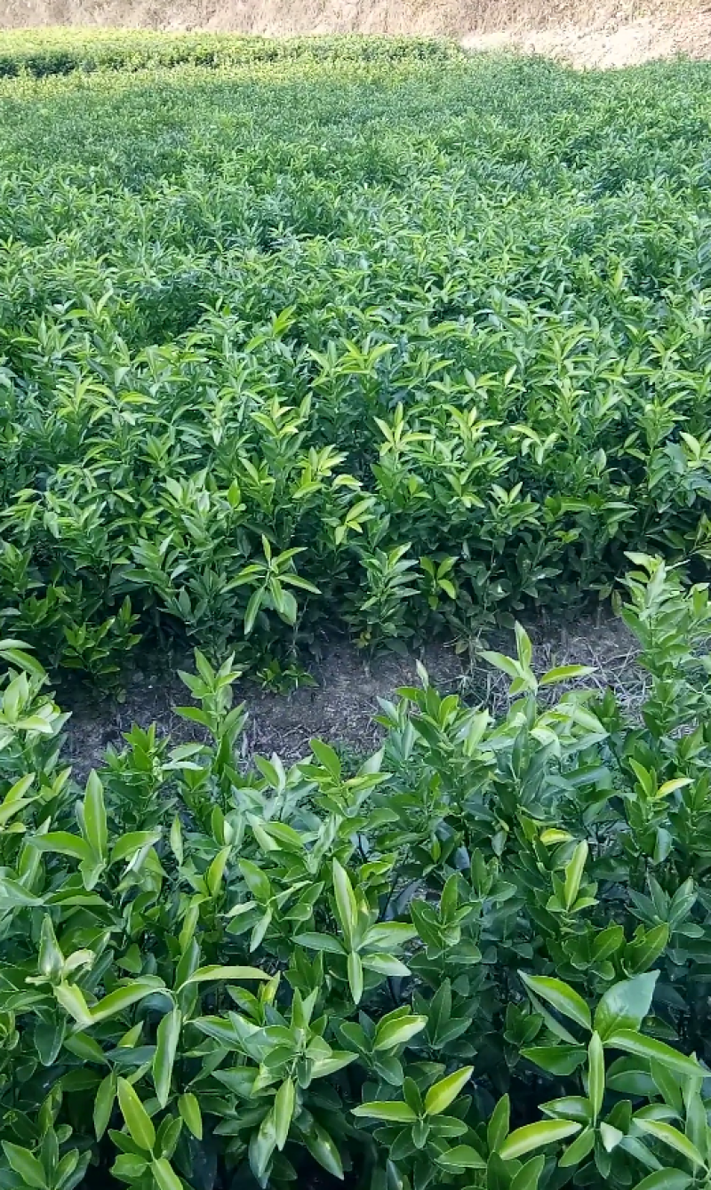 无核沃柑苗