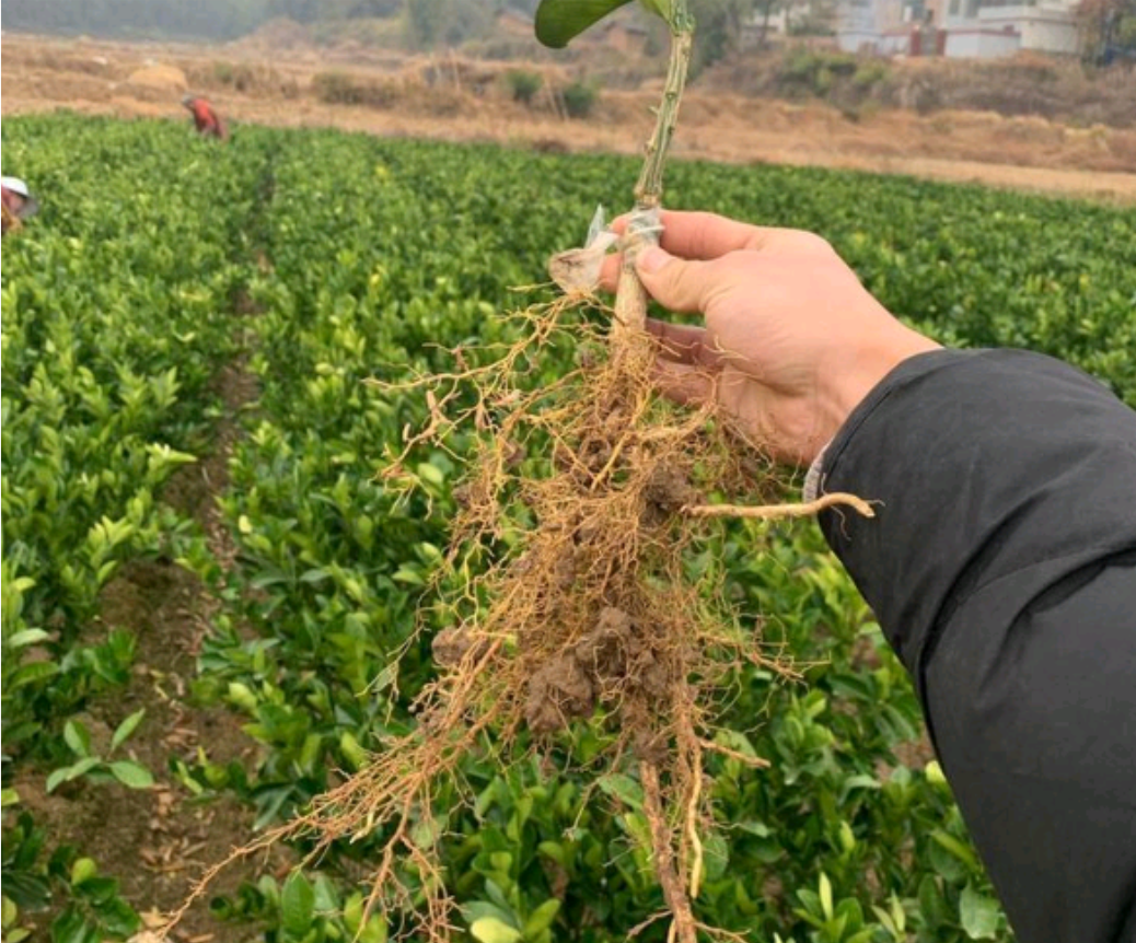 091沃柑果苗成年树体与挂果特写