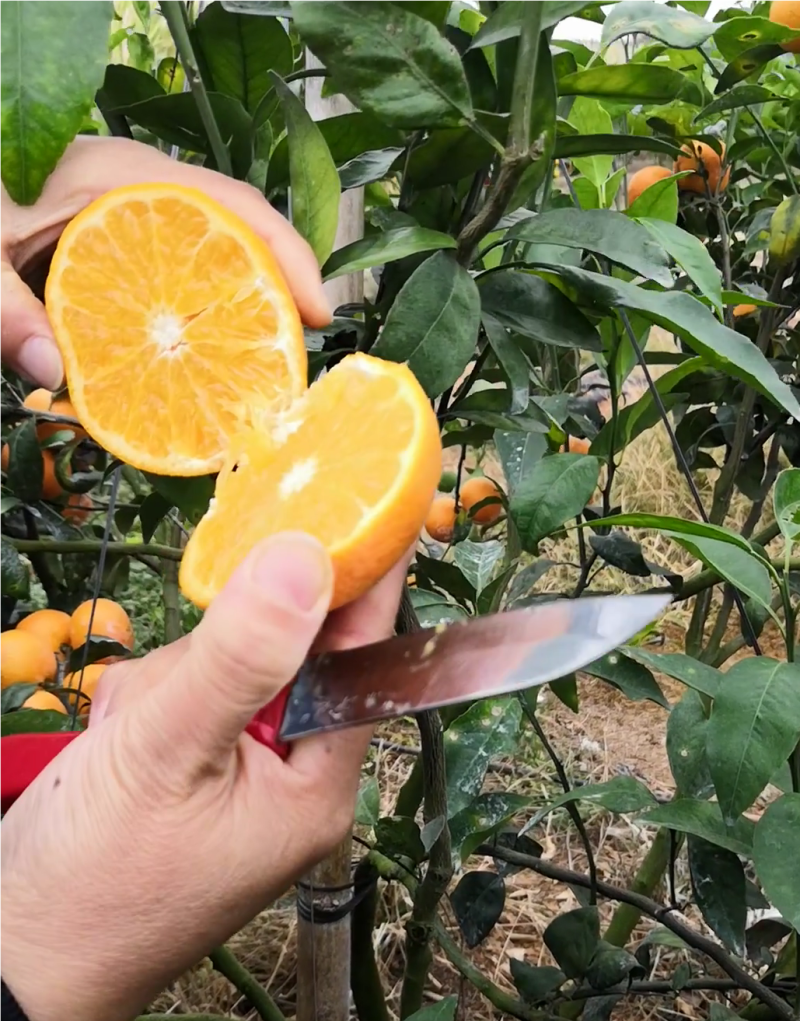 无核沃柑苗