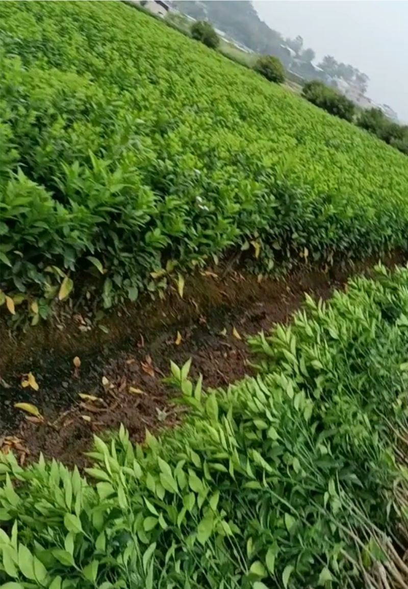 无核沃柑苗