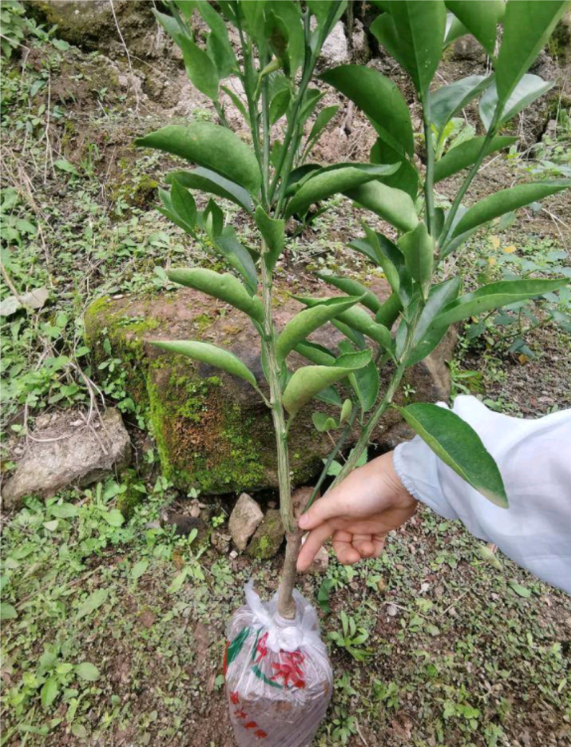 无核沃柑苗