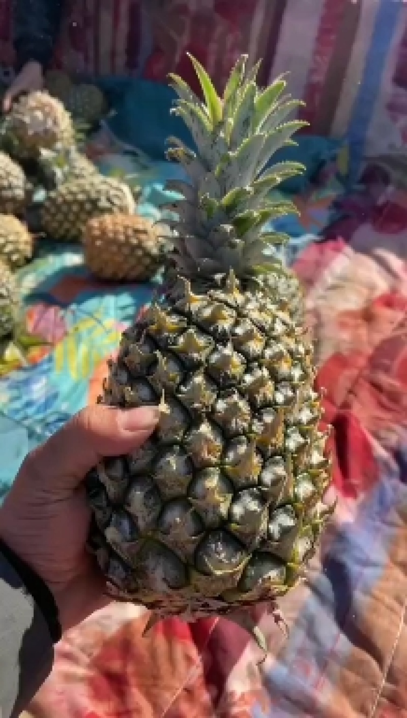 海南香水菠萝