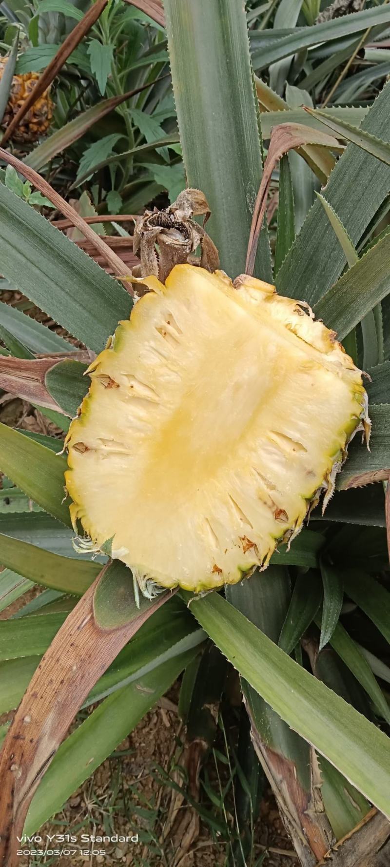 海南香水菠萝