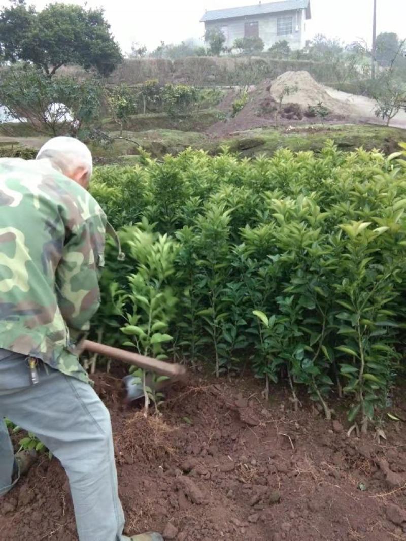 药积壳树苗