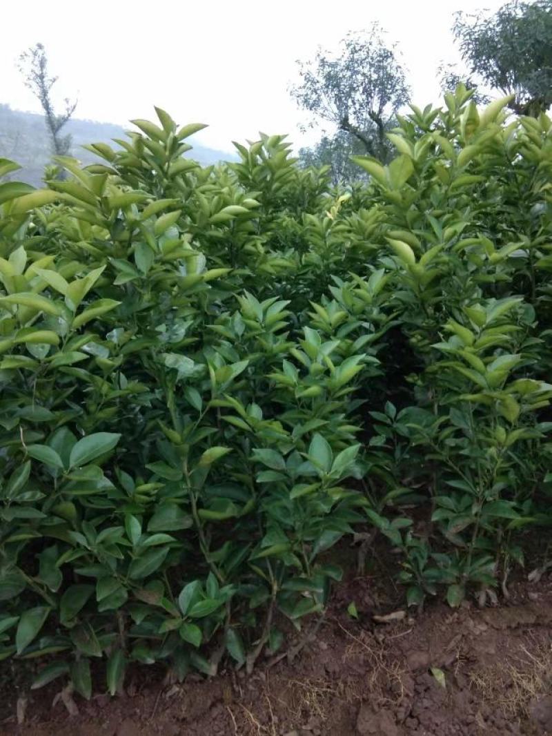 药积壳树苗