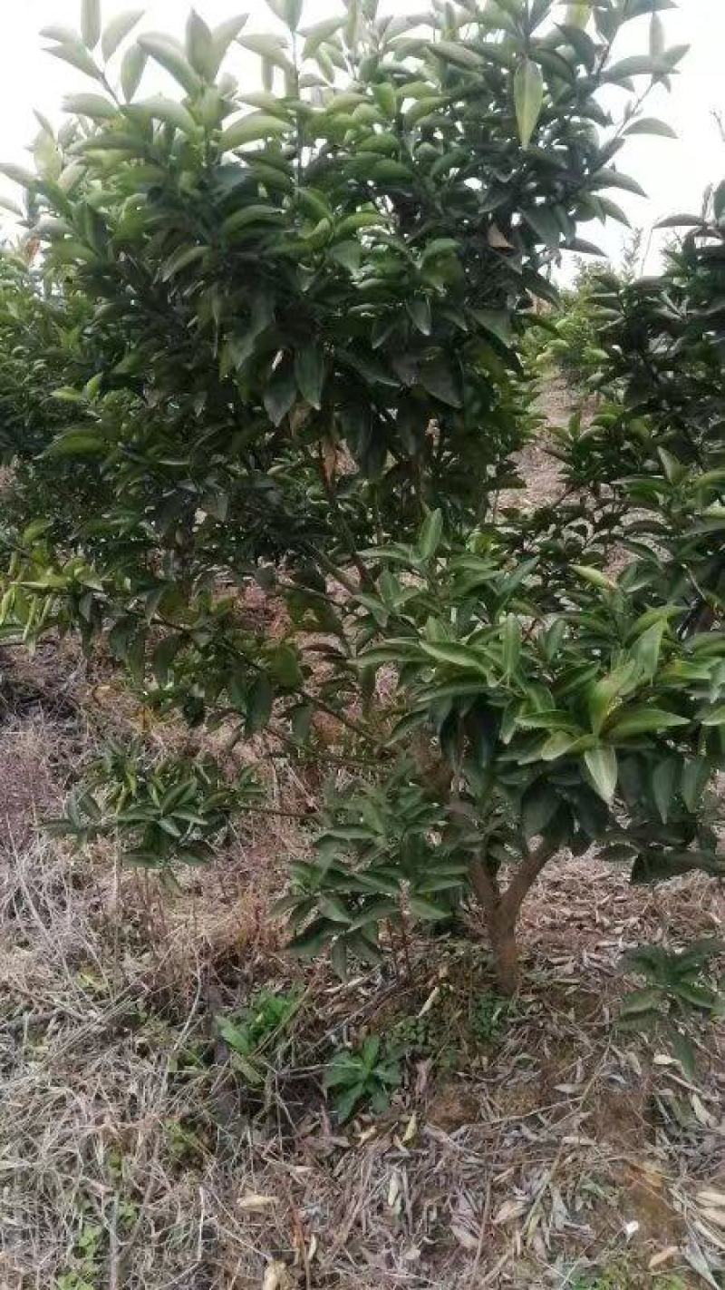 药积壳树苗