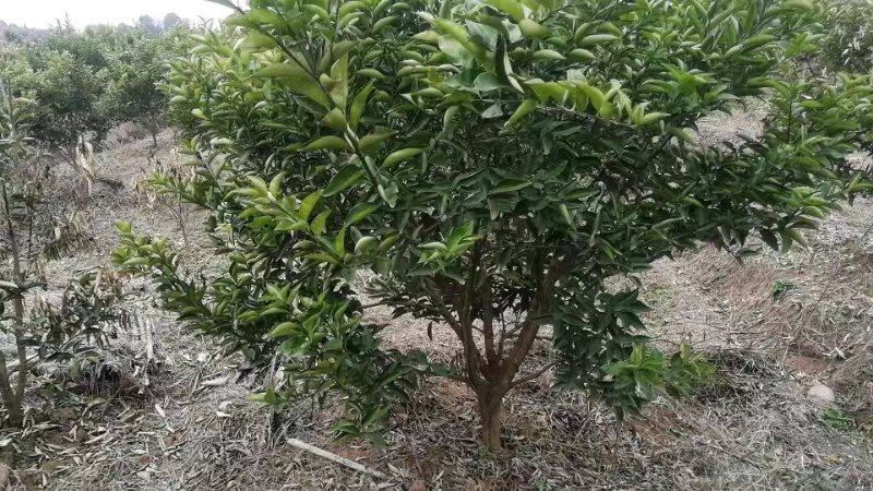 药积壳树苗