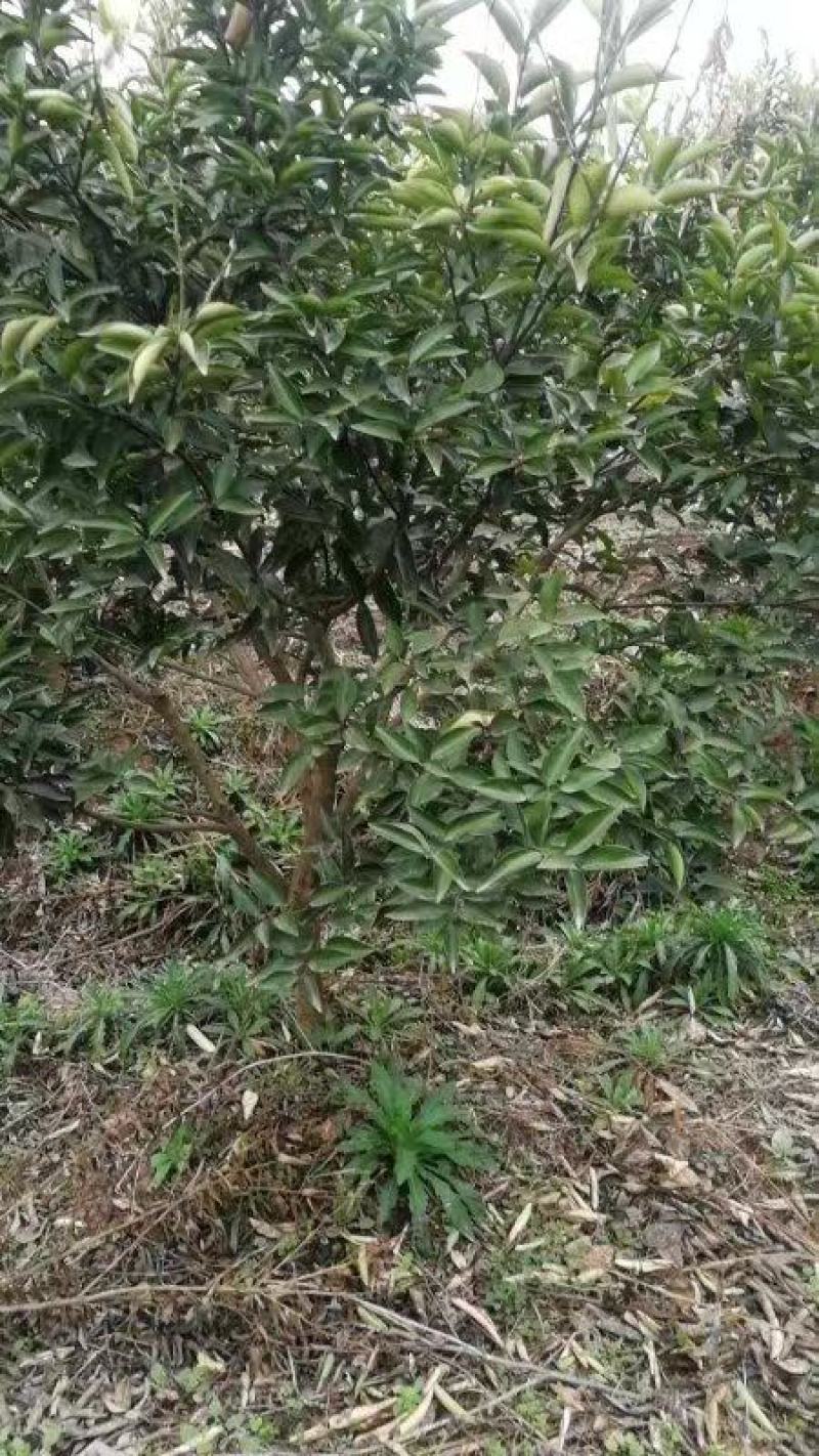 药积壳树苗