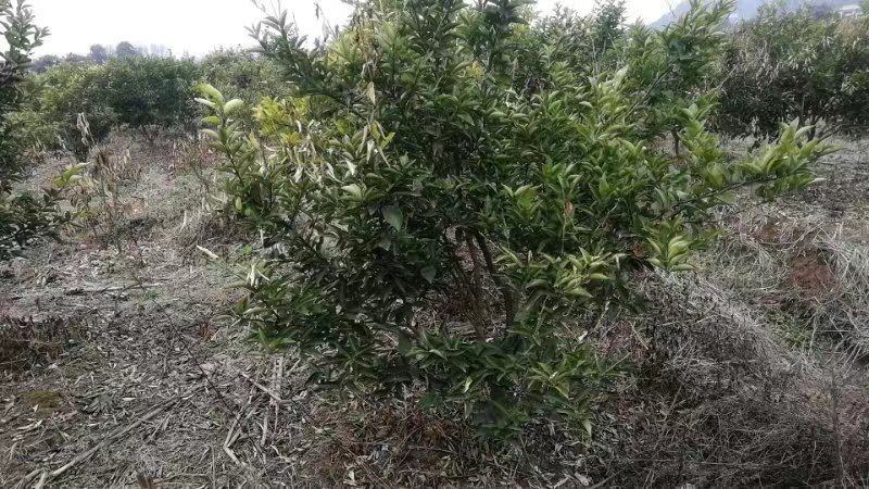 药积壳树苗