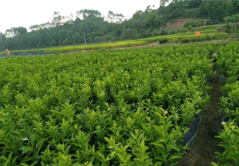 药积壳树苗