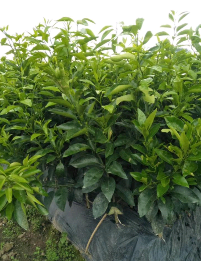 药积壳树苗