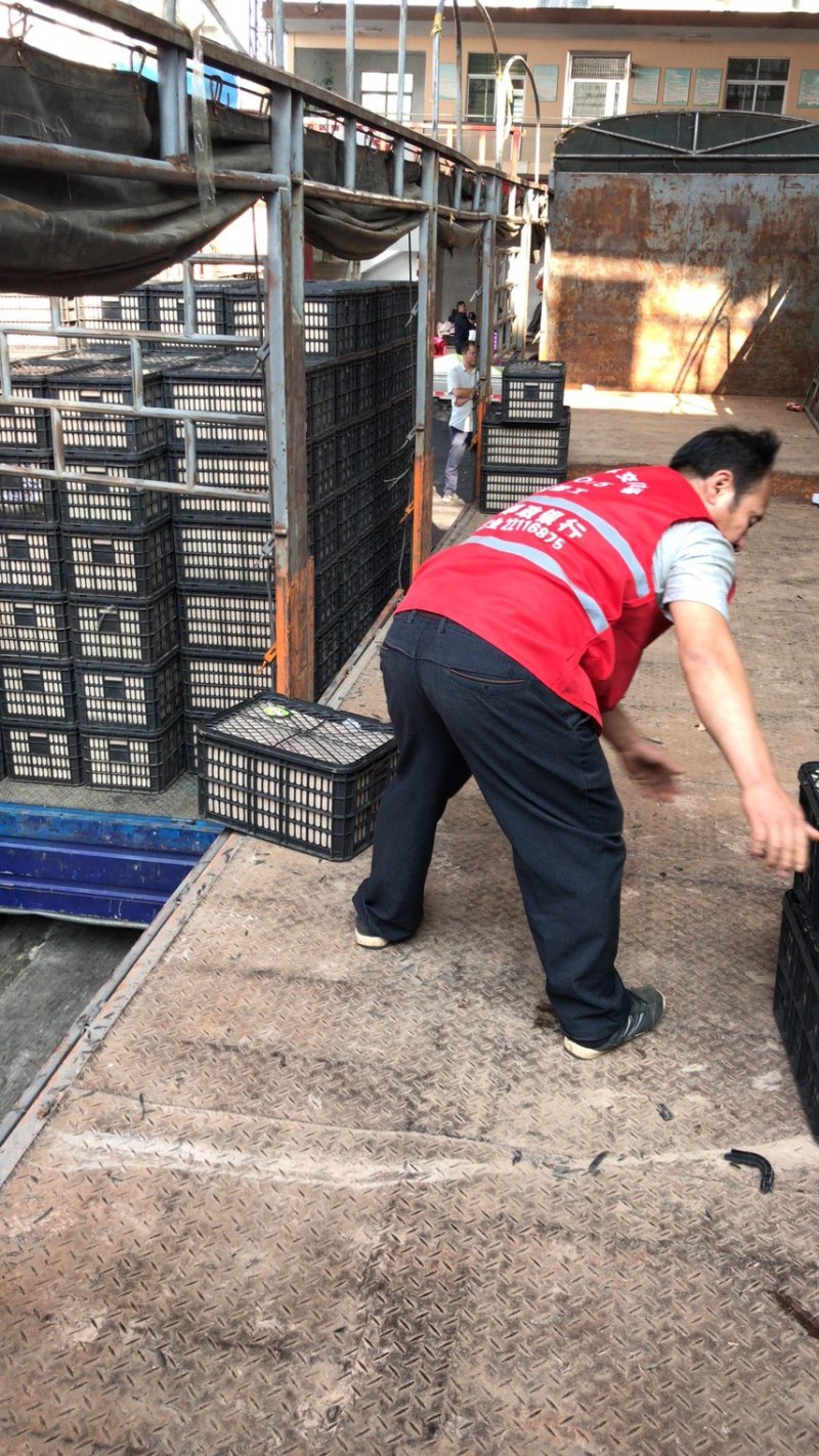 各种桃子，实力专业，每天出货20万斤