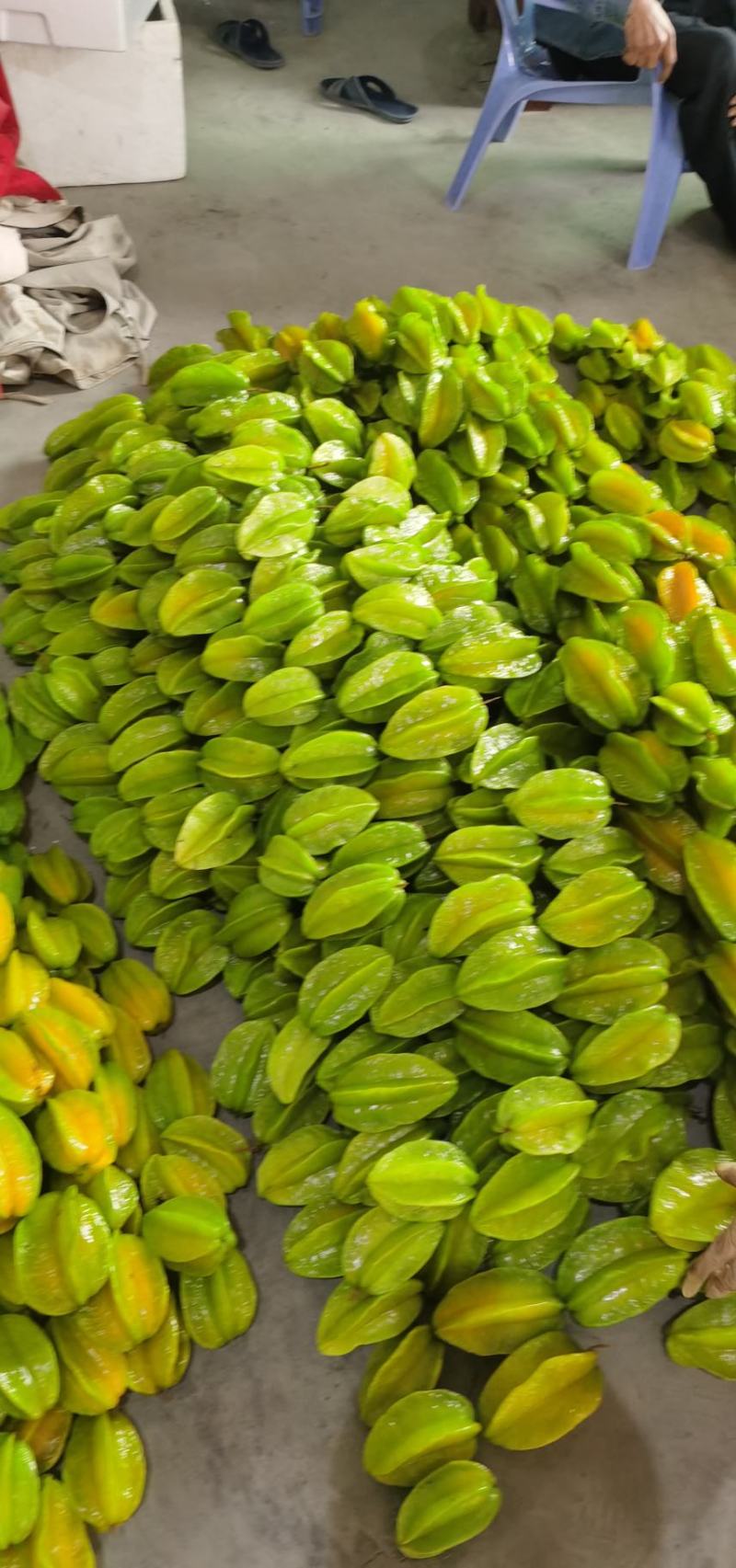 杨桃