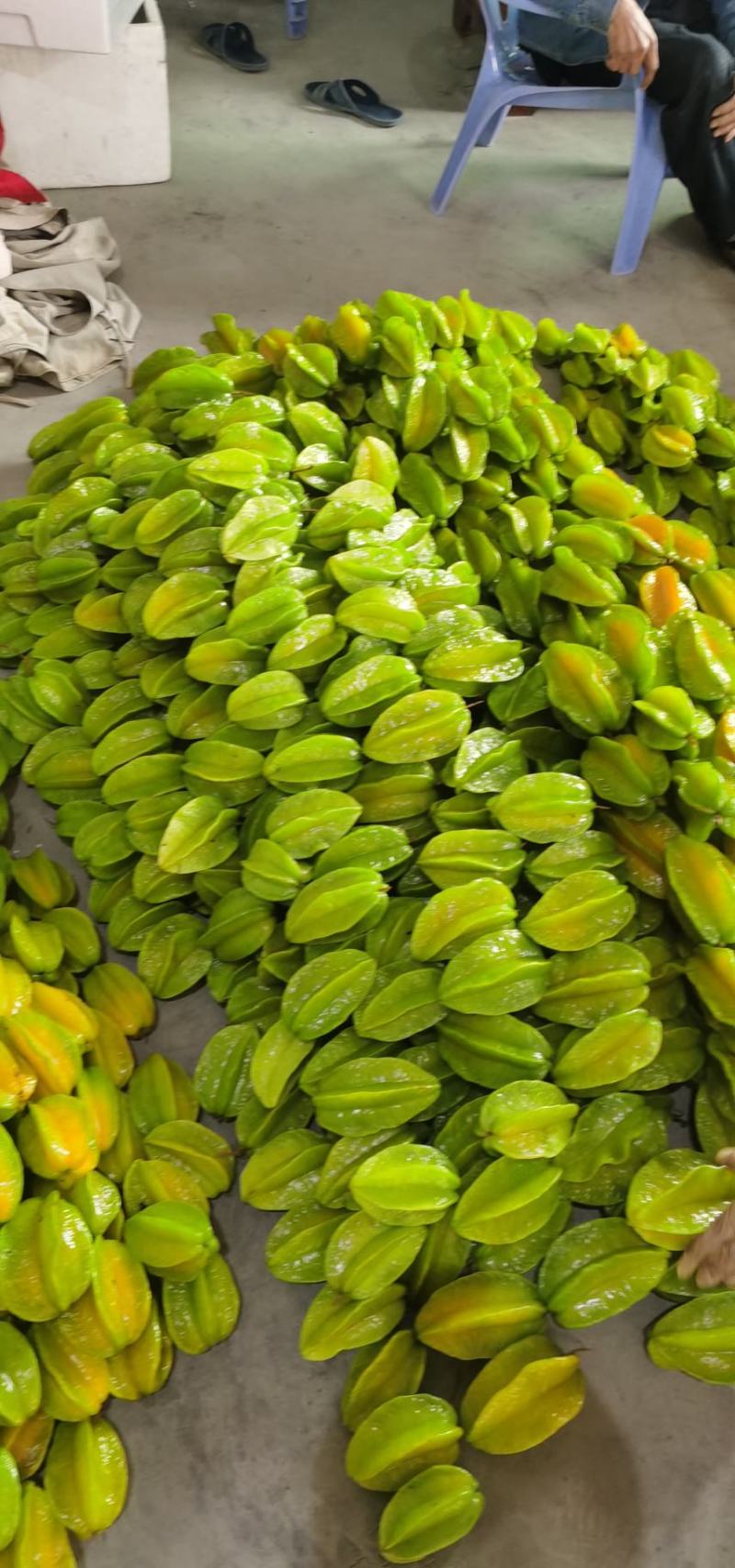 杨桃