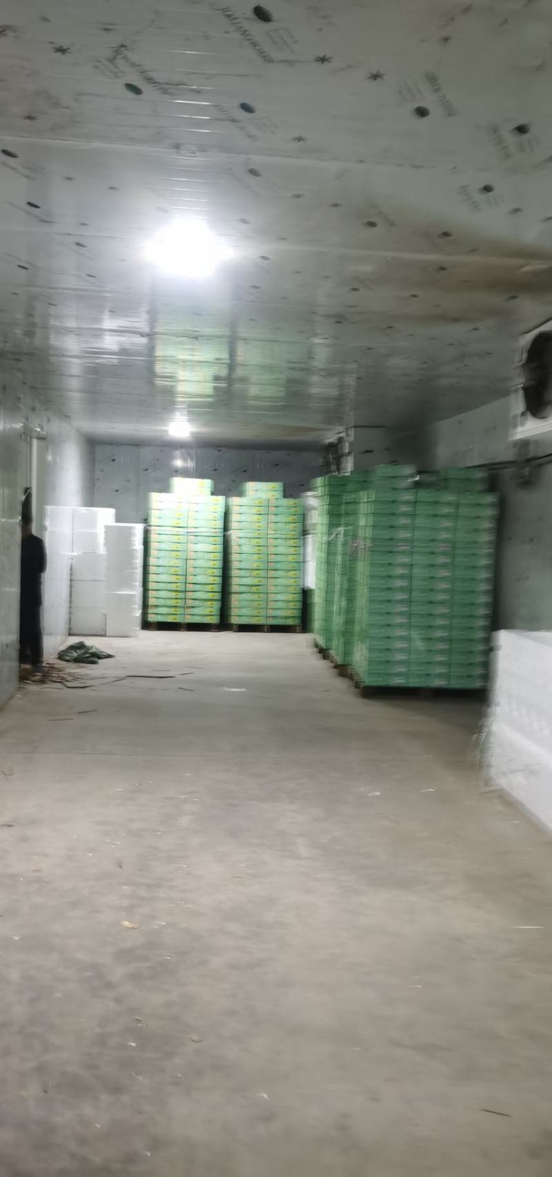杨桃