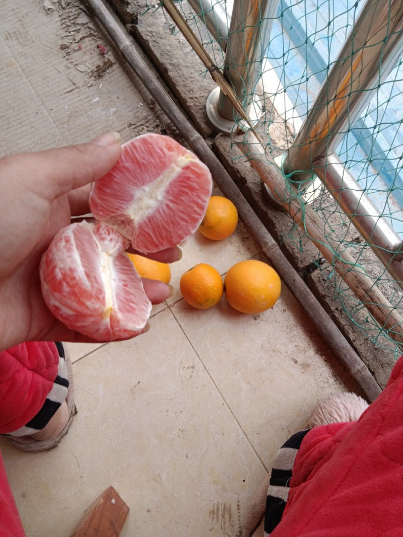 沃柑