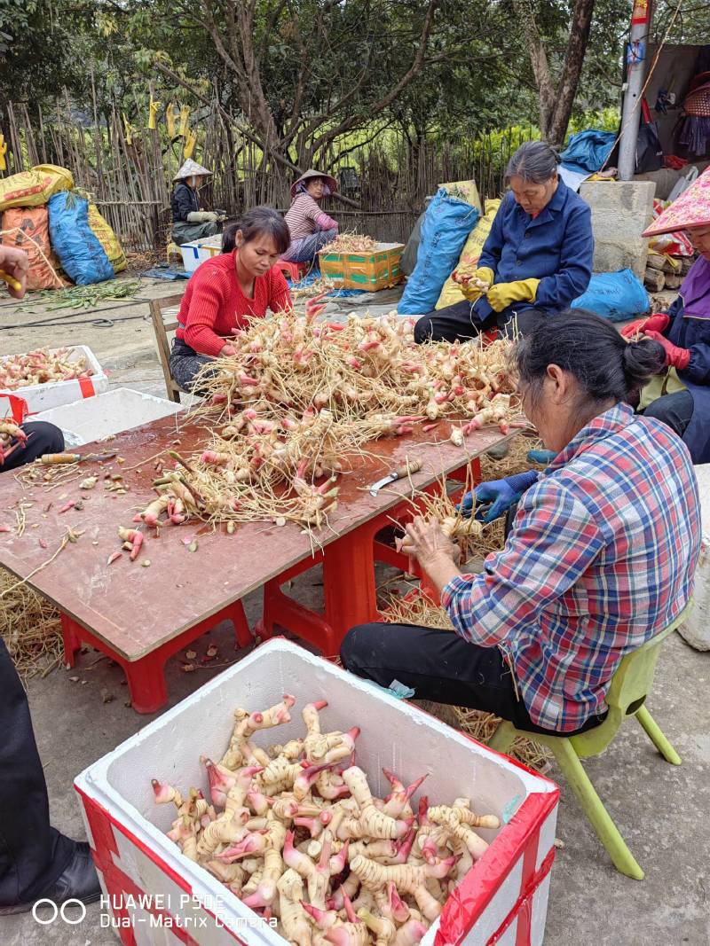 广西防城港防城区精品泰国白皮南姜大量上市