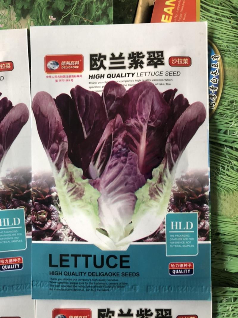 欧兰紫翠沙拉菜紫叶生菜种子不招虫耐热口感爽脆
