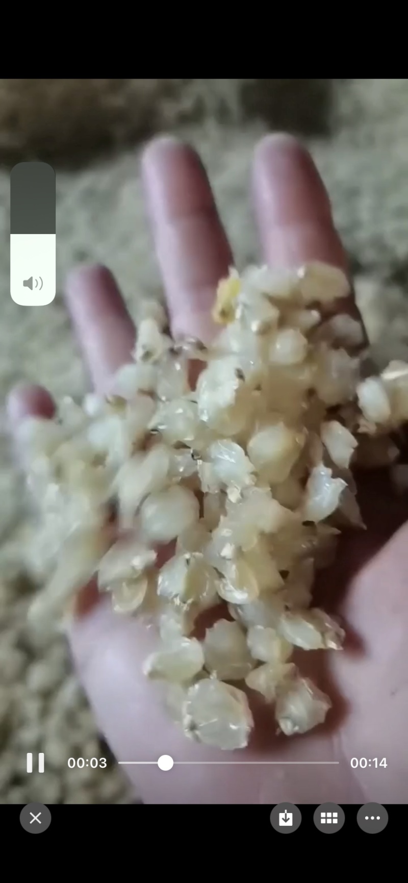 灰水玉米，灰水苞谷，阴苞谷，阴玉米