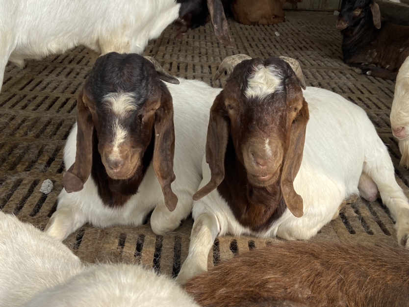 一名兽医正在为一只成年纯种波尔山羊测量体温并记录数据,羊只站立在称重平台上显示体重数值,背景为现代化羊舍内的监控屏幕,实时显示各区域温湿度和空气质量参数 纯种波尔山羊健康监测场景