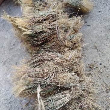 金丝草，猫毛草，有货，需要联系我