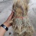金丝草，猫毛草，有货，需要联系我