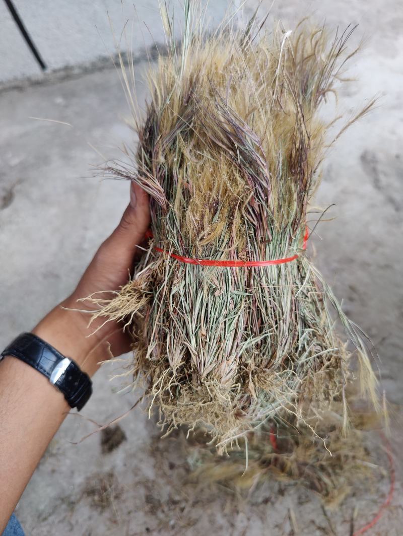 金丝草，猫毛草，有货，需要联系我