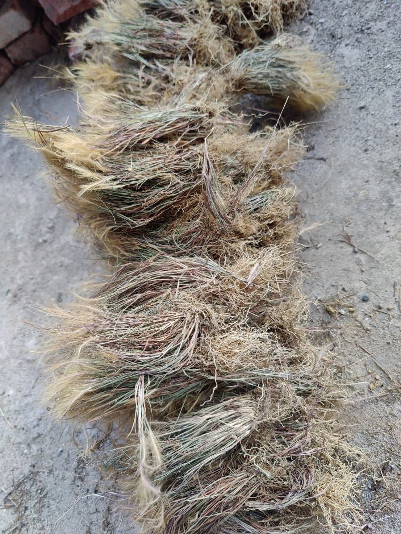 金丝草，猫毛草，有货，需要联系我