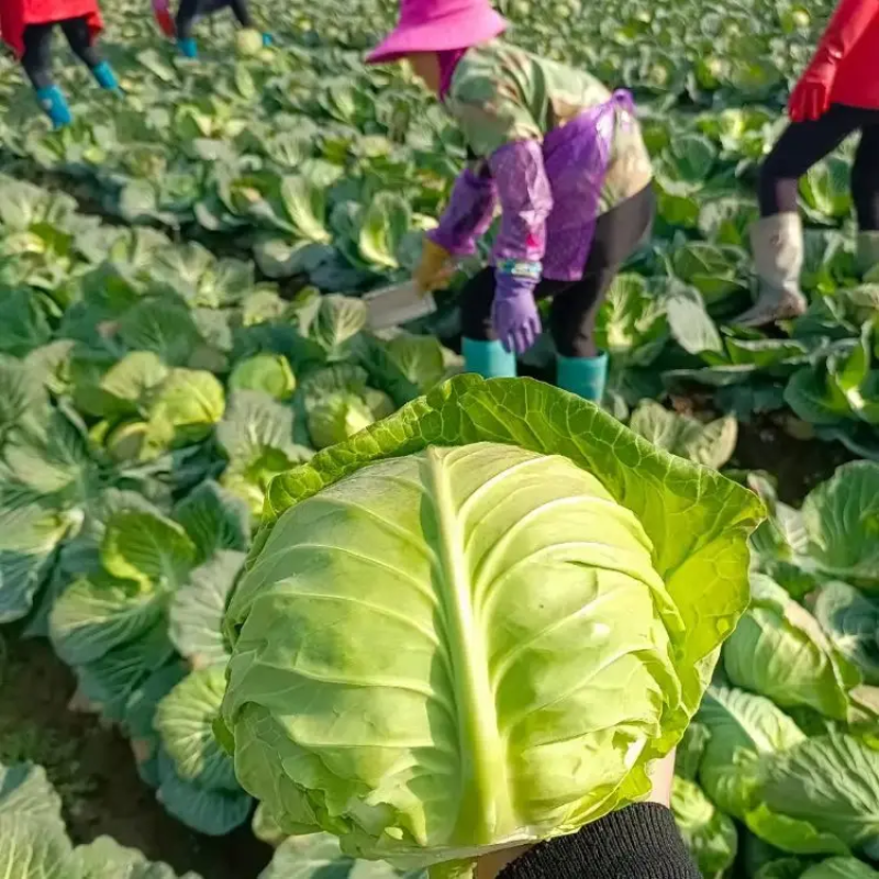 湖北扁包菜大量上市一手货源量大从优品质保证