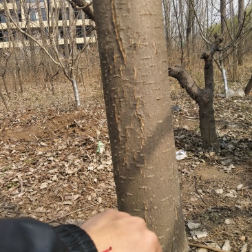 秋树
