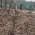 秋树