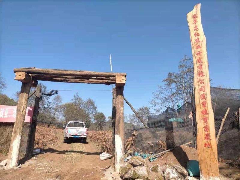 滇重楼