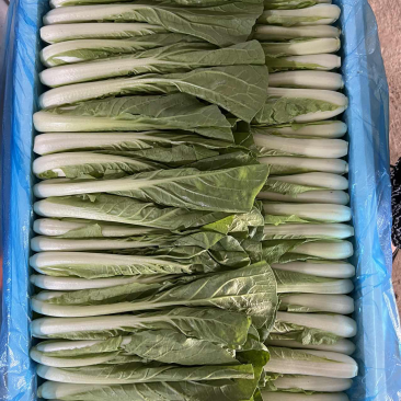 精品快菜，可供各种包装。产地直发。全国发货。