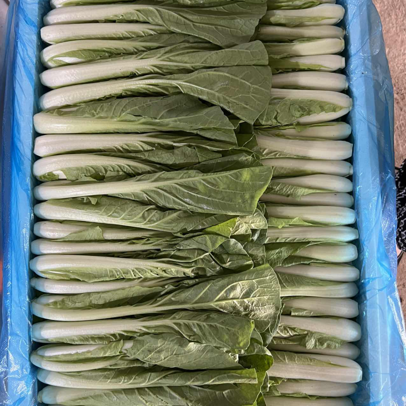 精品快菜，可供各种包装。产地直发。全国发货。
