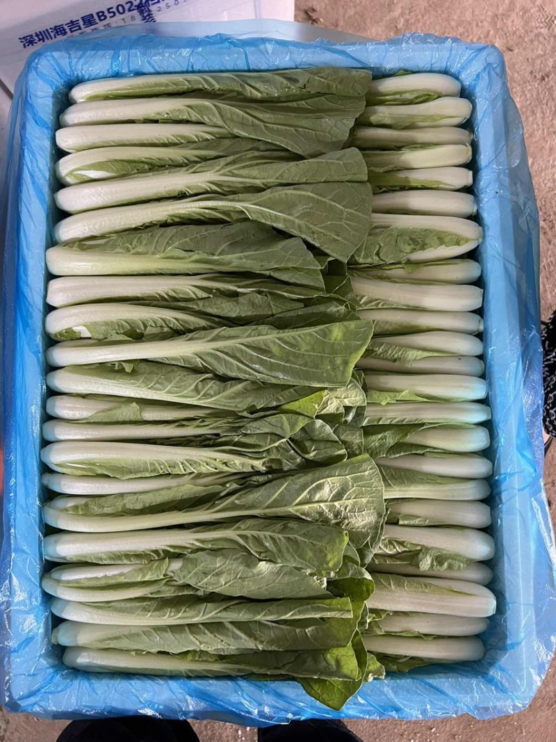 精品快菜，可供各种包装。产地直发。全国发货。