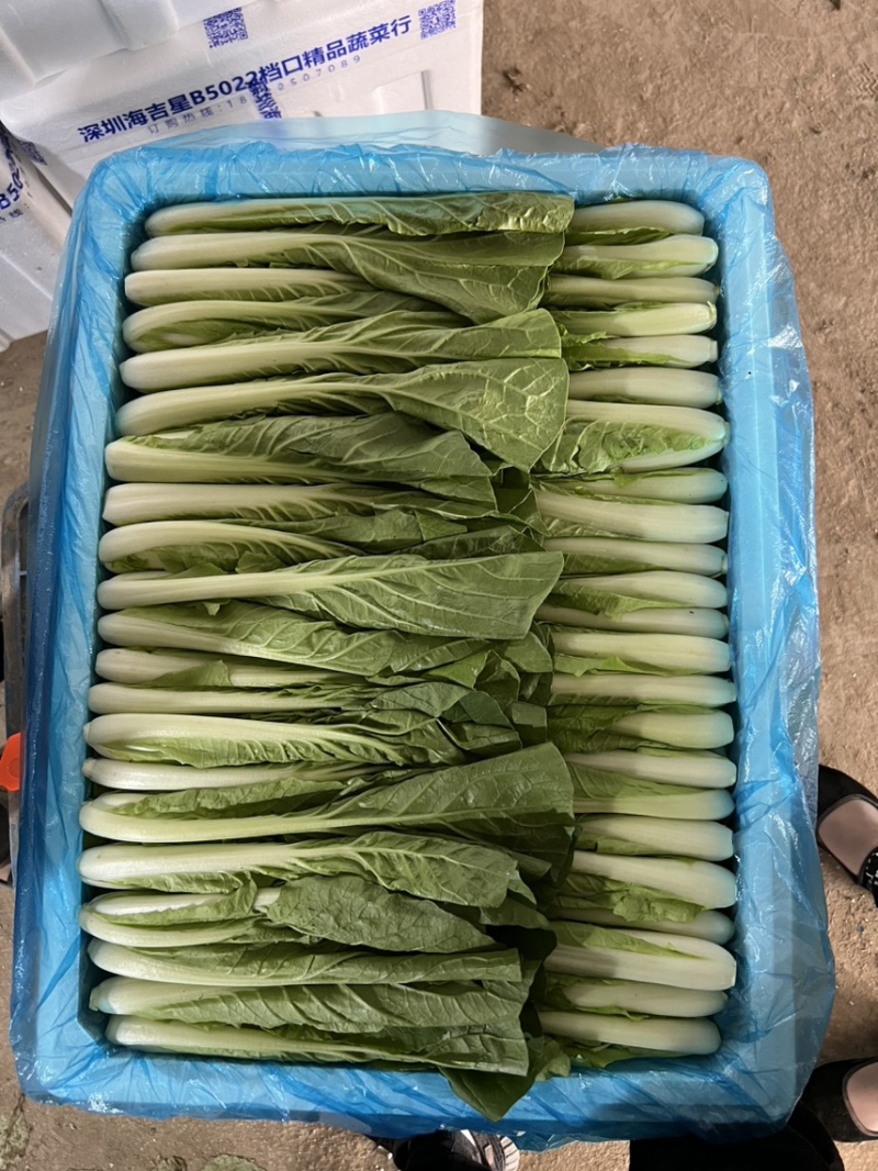 精品快菜，可供各种包装。产地直发。全国发货。