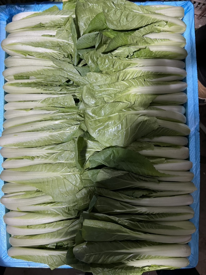 精品快菜，可供各种包装。产地直发。全国发货。