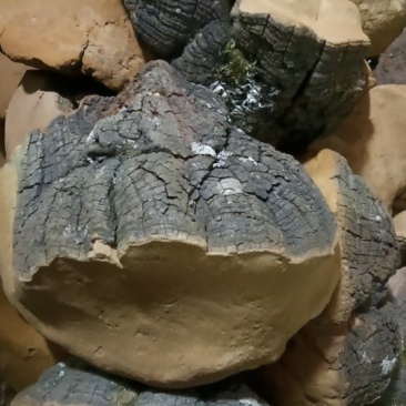 云南精品马蹄桑黄