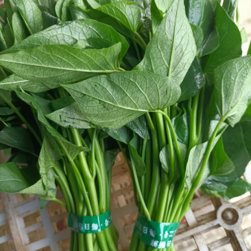 芍尖红薯叶