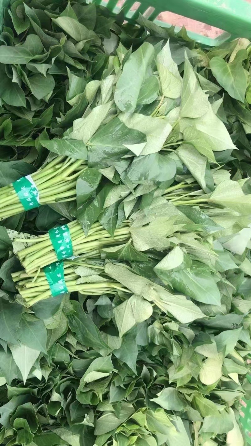 芍尖红薯叶