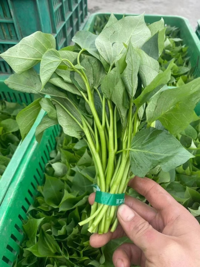 芍尖红薯叶