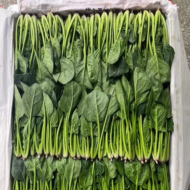 精品菠菜，可供各种包装。产地直发，全国发货。